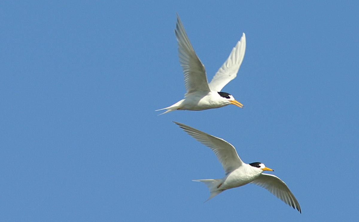 WINGS Birding Tours to Australia: Victoria and Tasmania Plains 