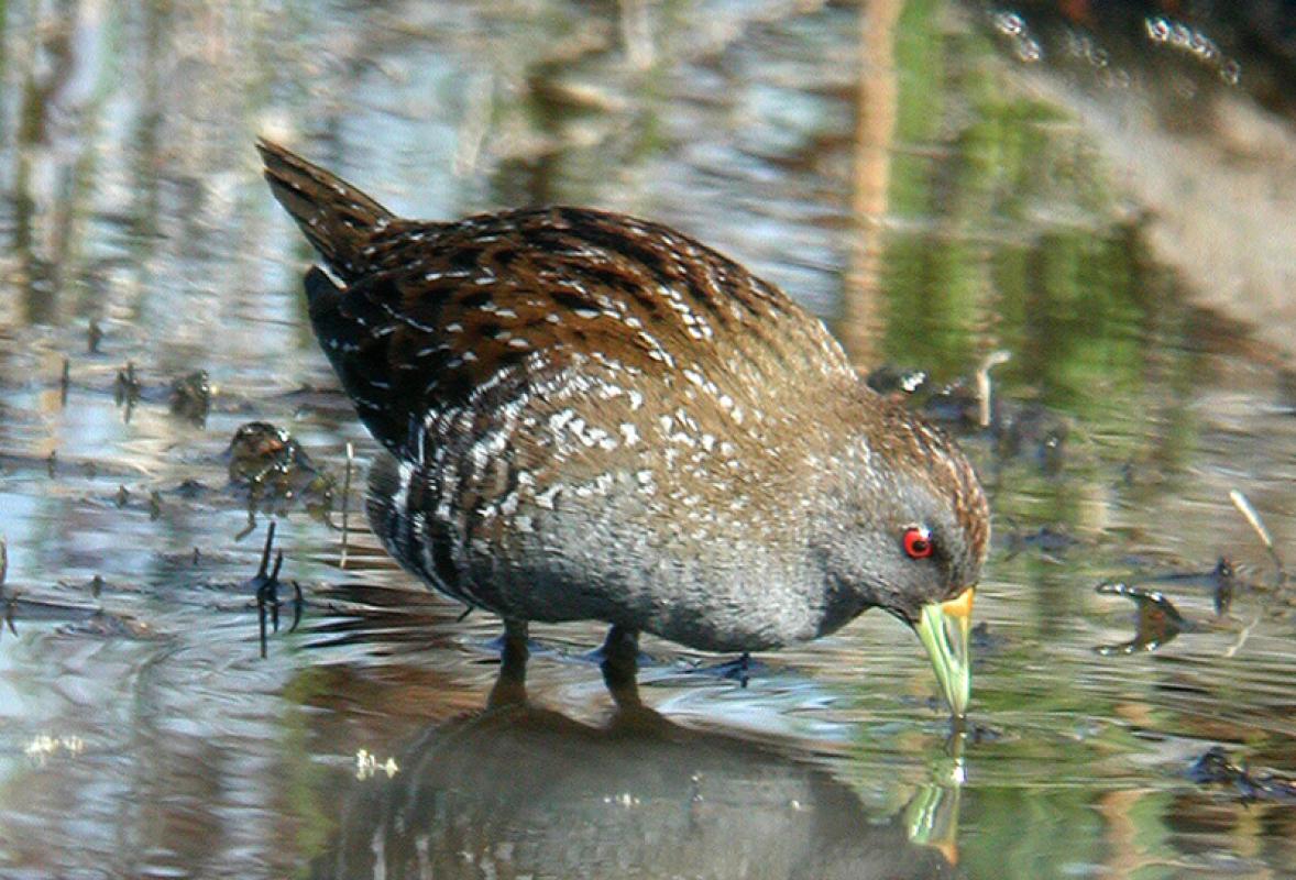 ...Australian Spotted Crake or...