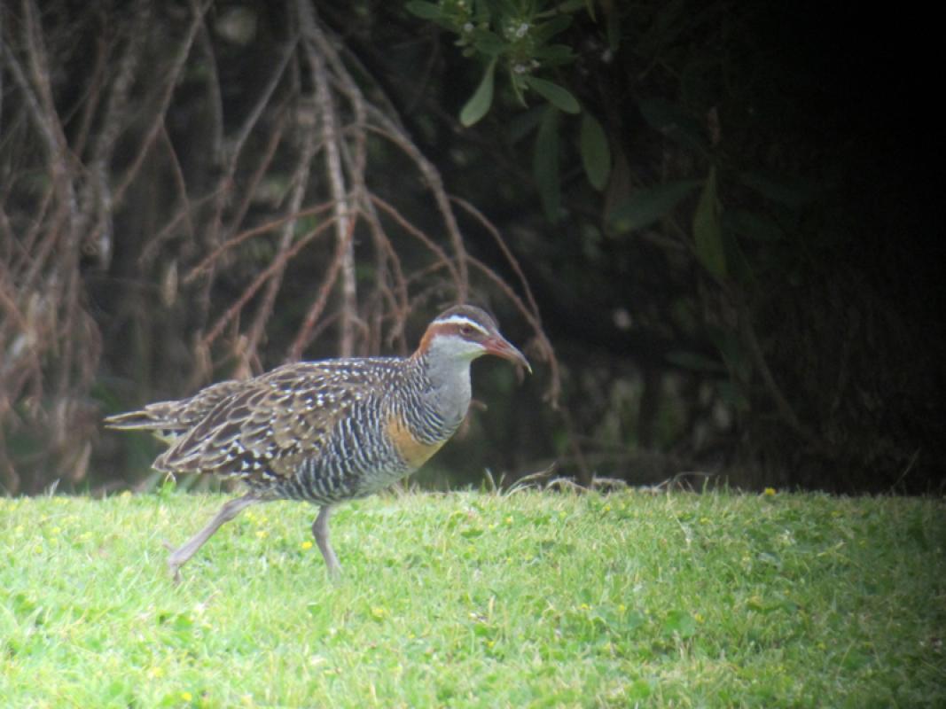 ...Buff-banded Rails lurking around the reedbeds.