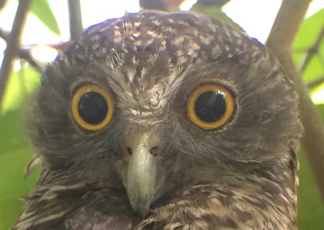 ...a Powerful Owl on its day roost, or even...