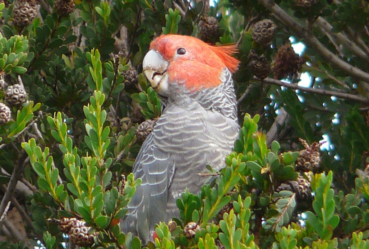 ...punk but cute Gang-gang Cockatoos...