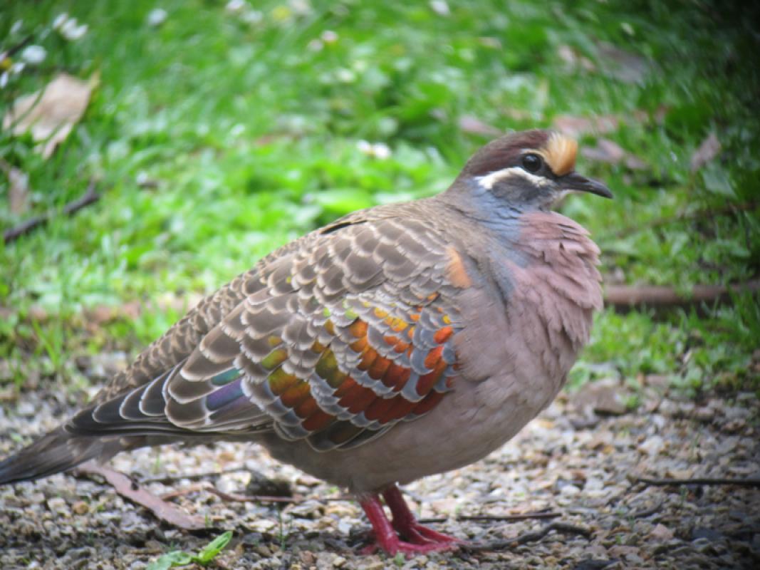 ...metallic Common Bronzewings and hopefully...