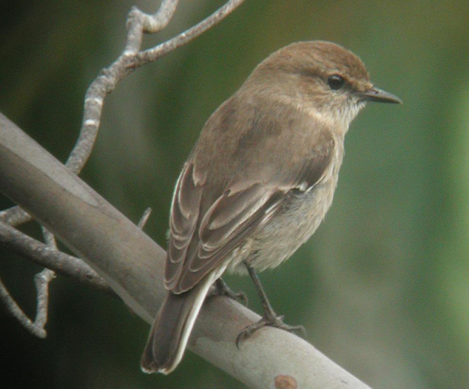 ...as well as a drabber species with one of the most whimsical bird names, Jacky Winter...