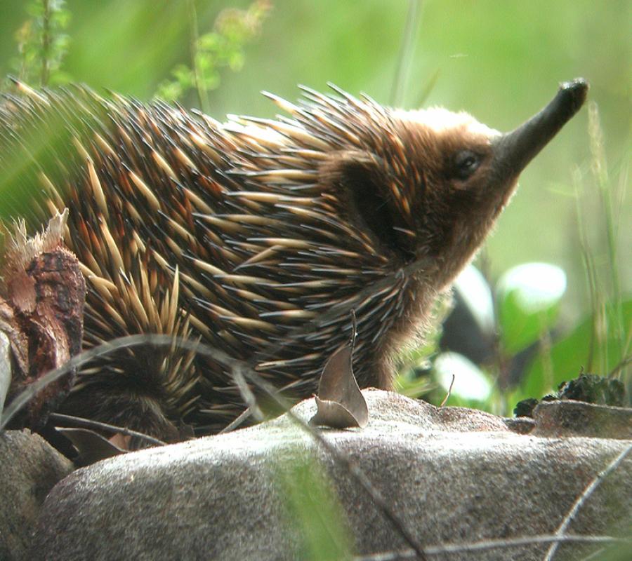 ...perhaps even an inquisitive Echidna.