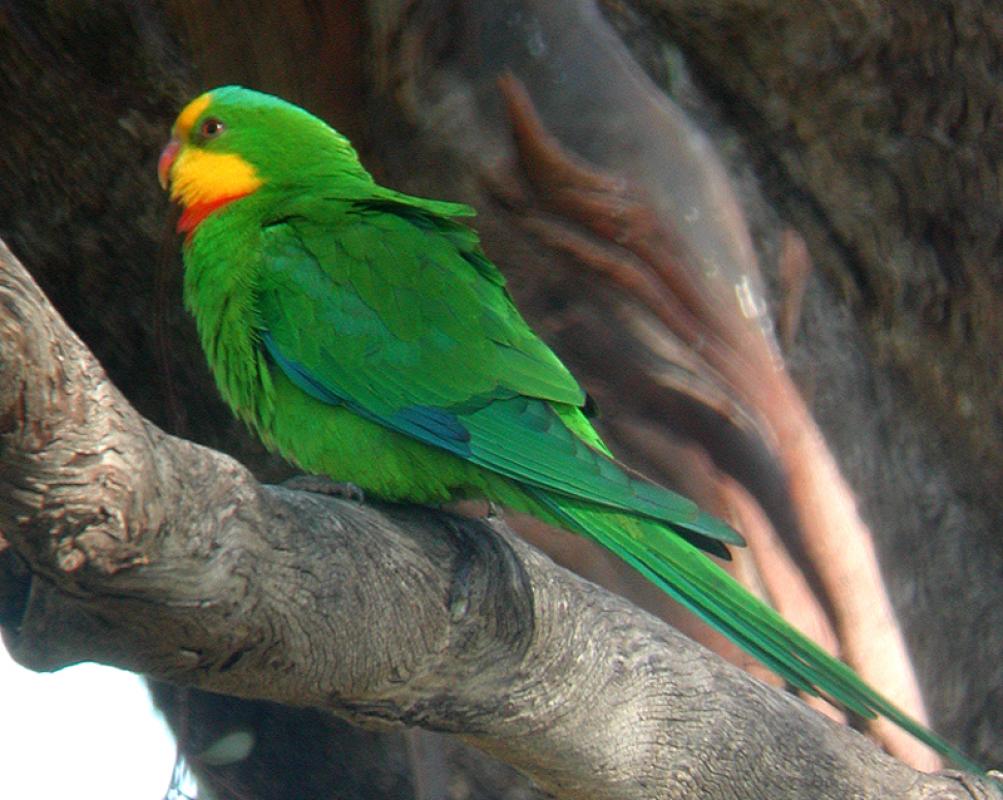 ...Superb Parrot...