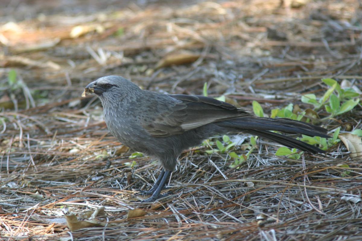 ...while Apostlebirds shuffle around the hedgerows.