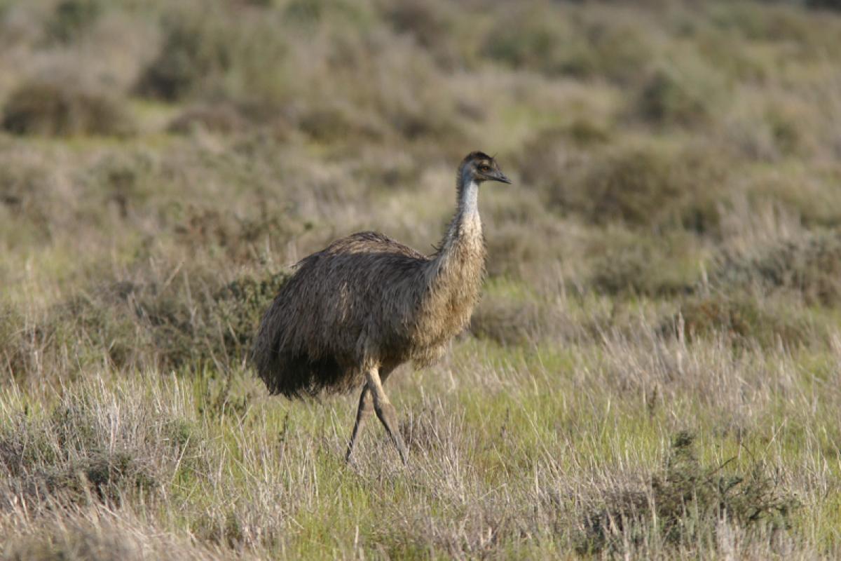 The fields around town shelter Emu by day...