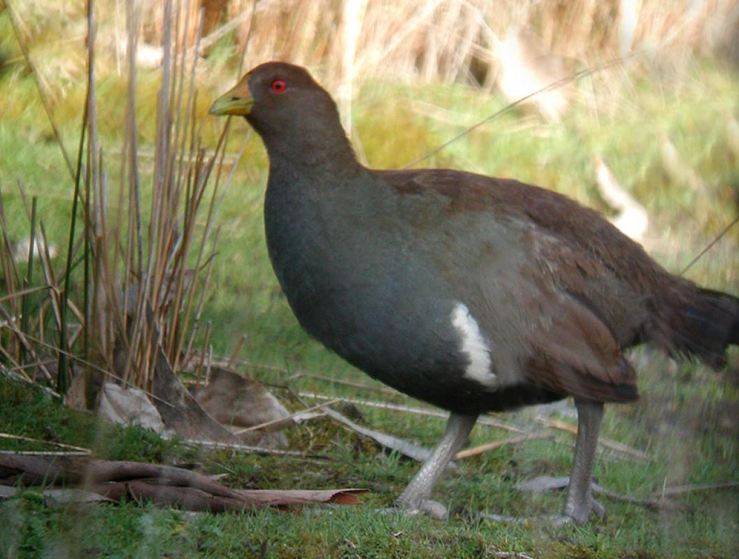 Tasmanian Native Hens are impressive beasts...