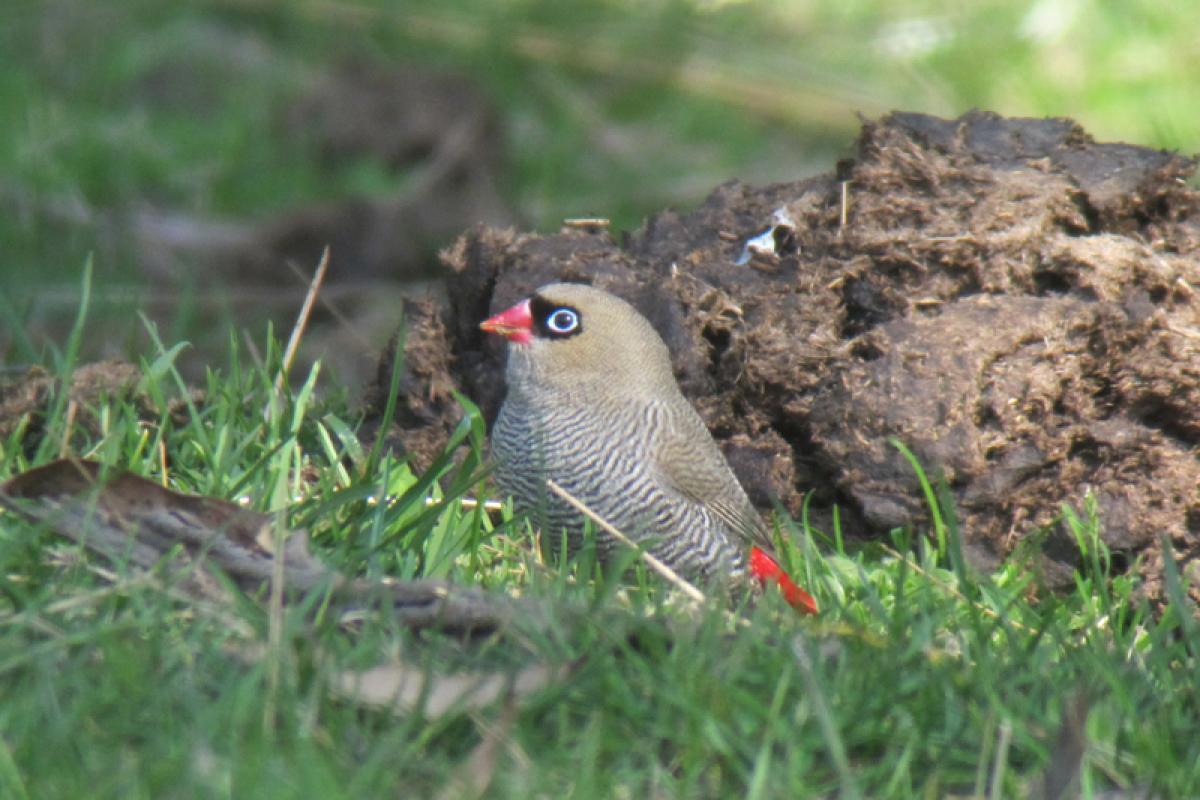 ...Beautiful Firetails...