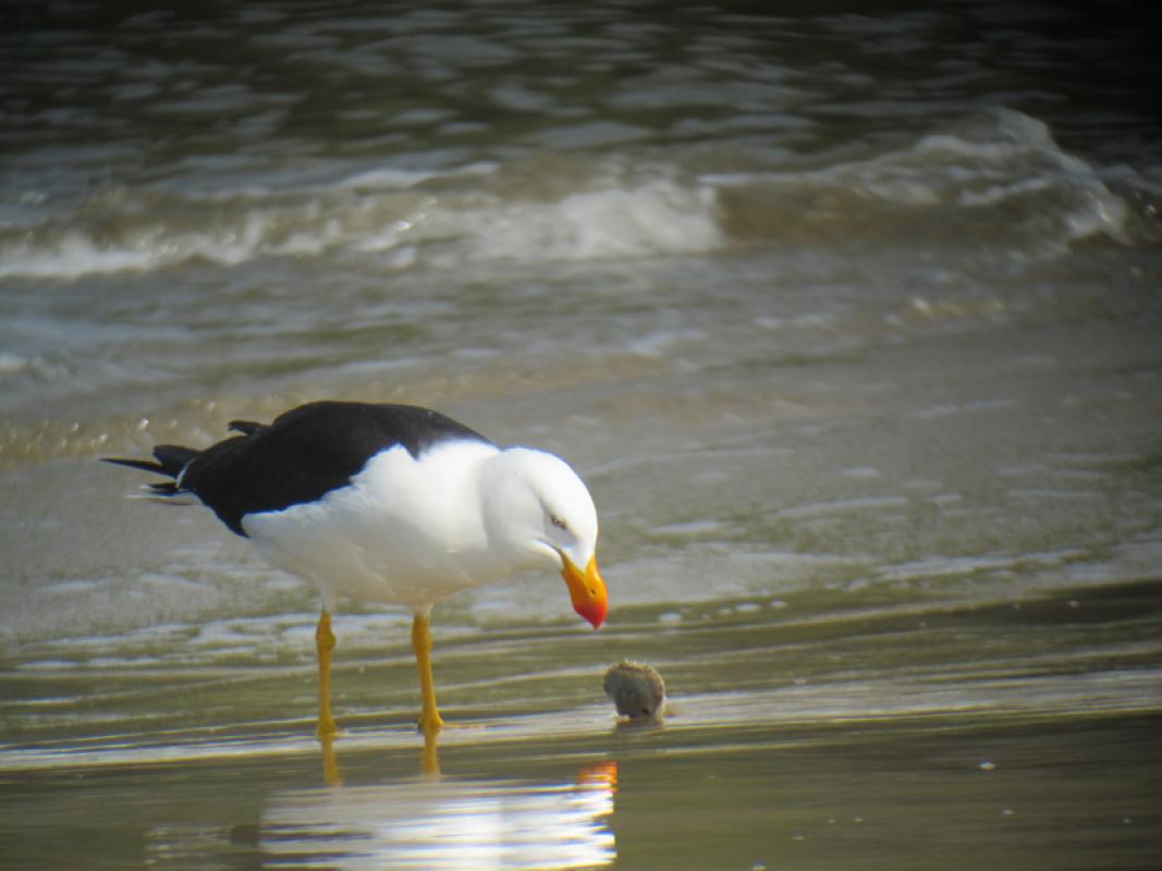 ...and shockingly large-billed Pacific Gulls are in their own way equally impressive.