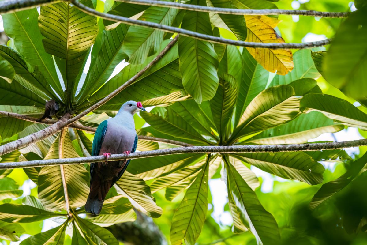 red-knobbed imperial pigeon.jpeg