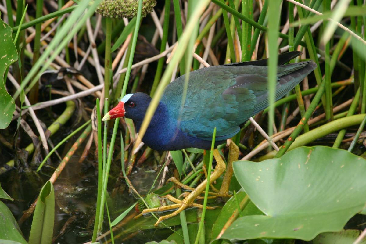 Purple Gallinule - Florida - WINGS.jpg