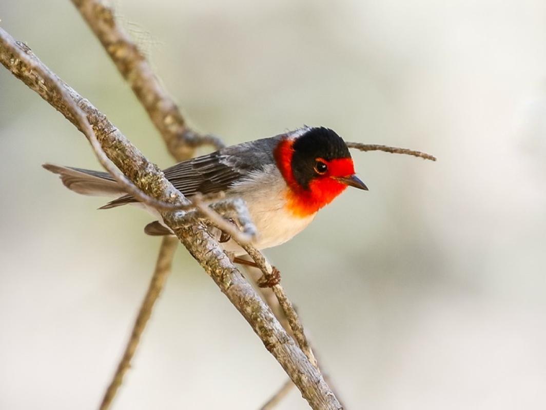 Red-faced Warbler - AZ Owls - Haas.jpg