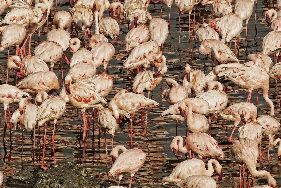 Lesser Flamingo.jpg