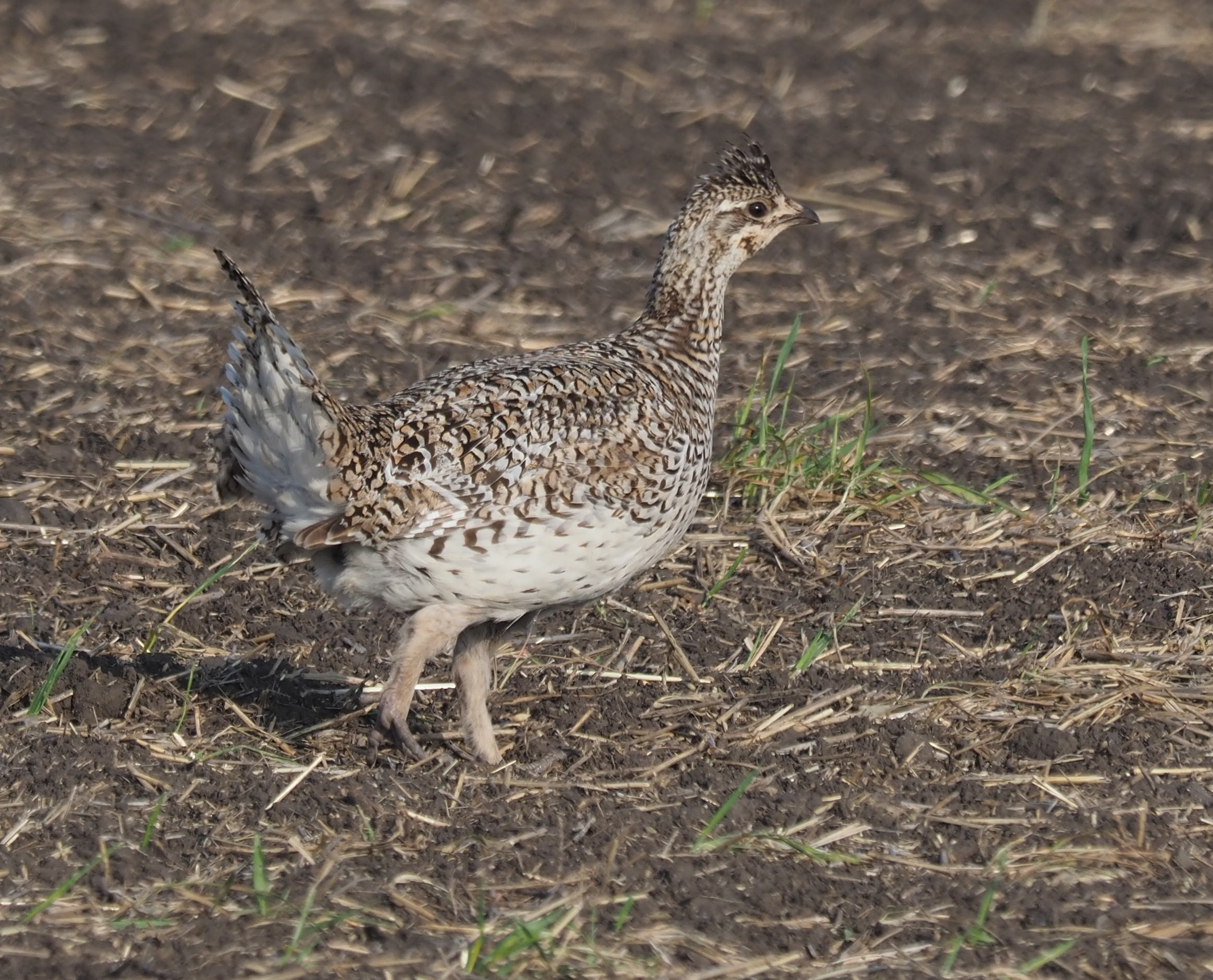 Sharp-tailed Grouse Minnesota ND Kistler.jpg