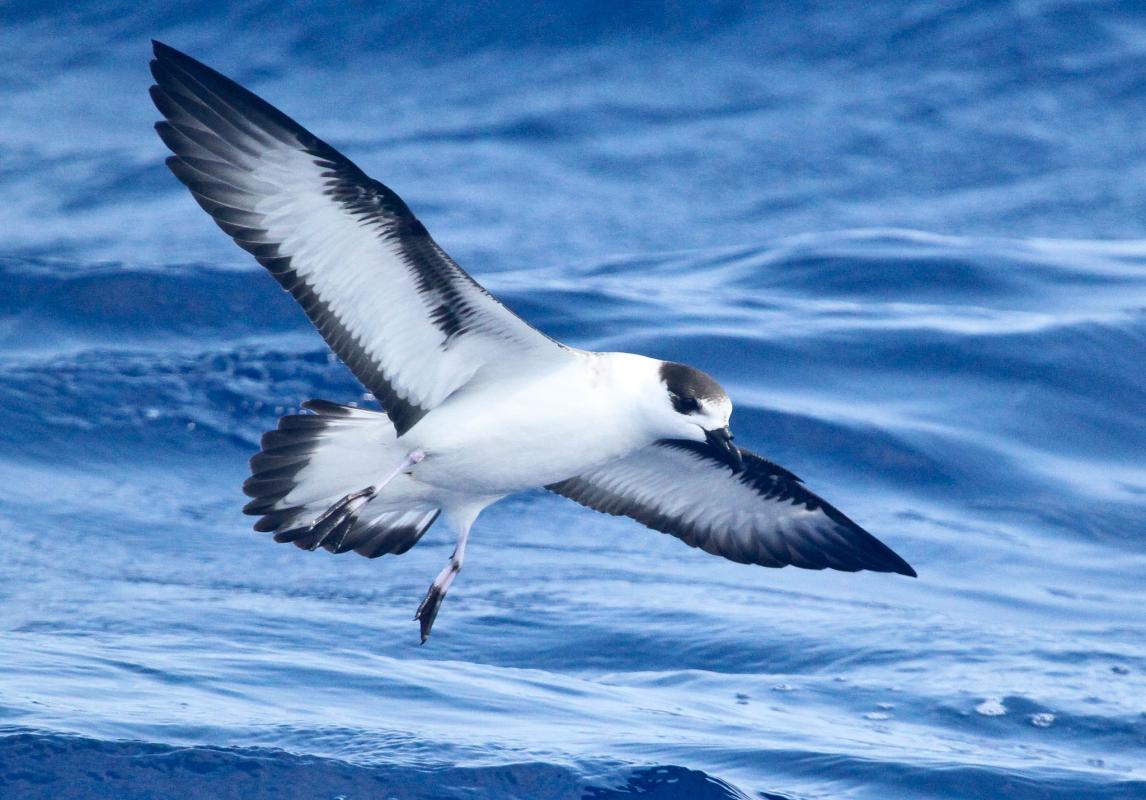 Black-capped Petrel - North Carolina - Haas.jpg