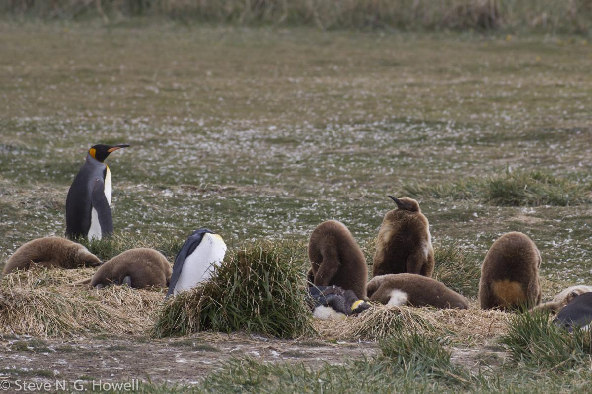 King Penguins.jpg