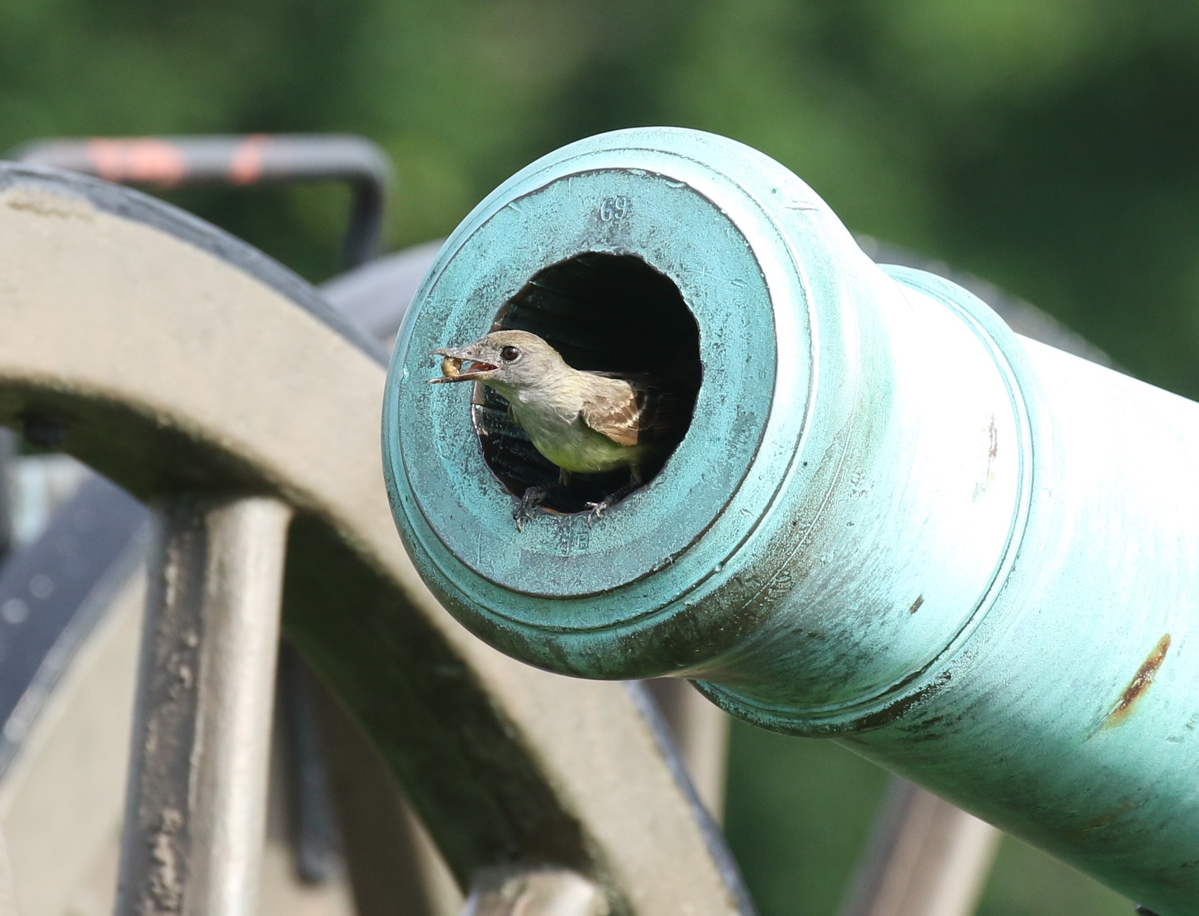 Great-crested Flycatcher - Maryland - Dunn.jpg