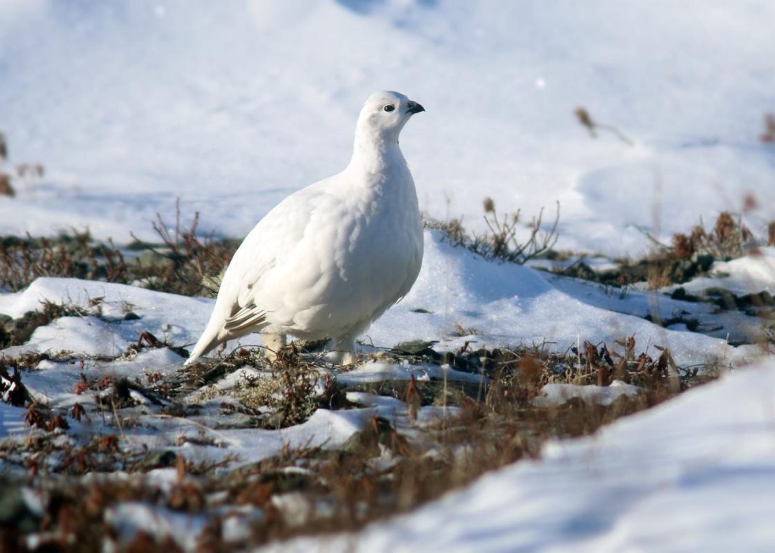  Willow Ptarmigan is cryptic on the tundra.