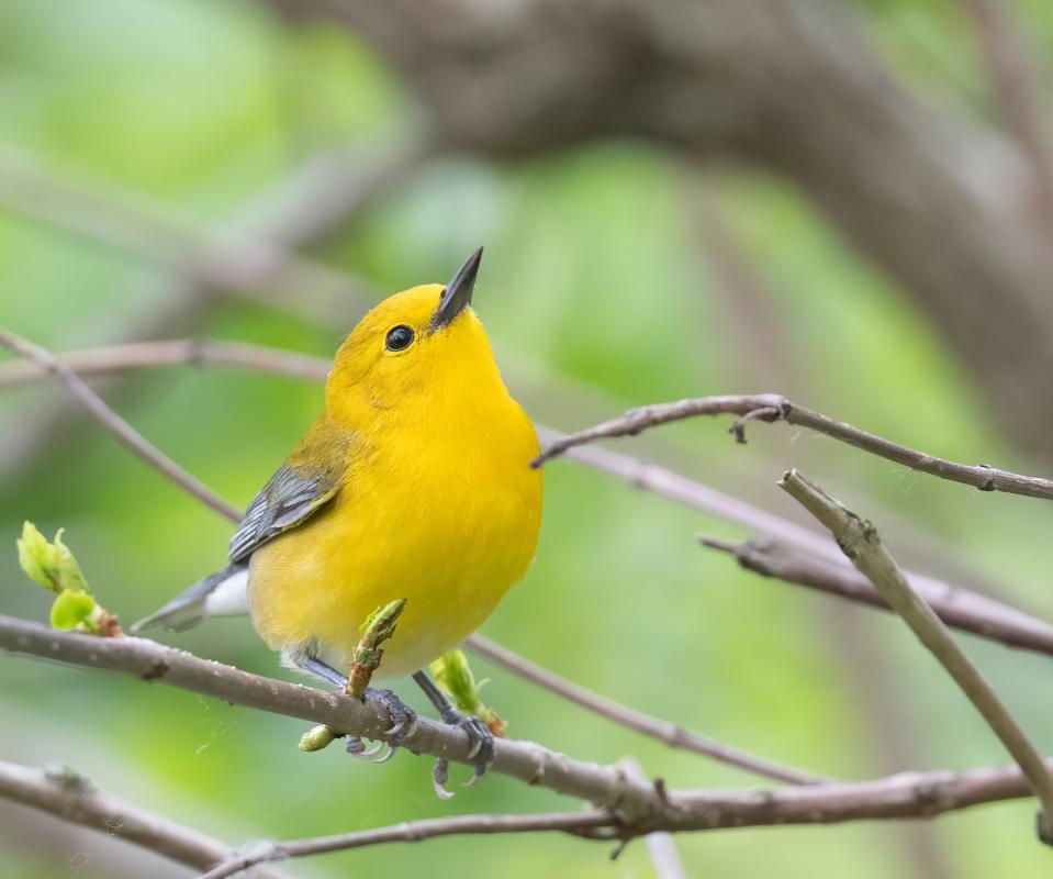 Prothonotary Warbler - Northwest Ohio - Lucking.jpg