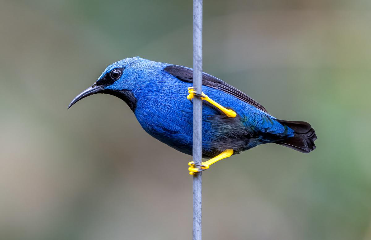 Shining Honeycreeper - Stephen Menzie.jpg