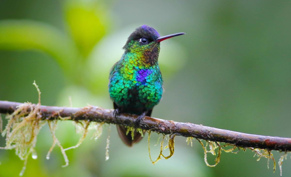 Fiery-throated Hummingbird - Gavin Bieber.jpg