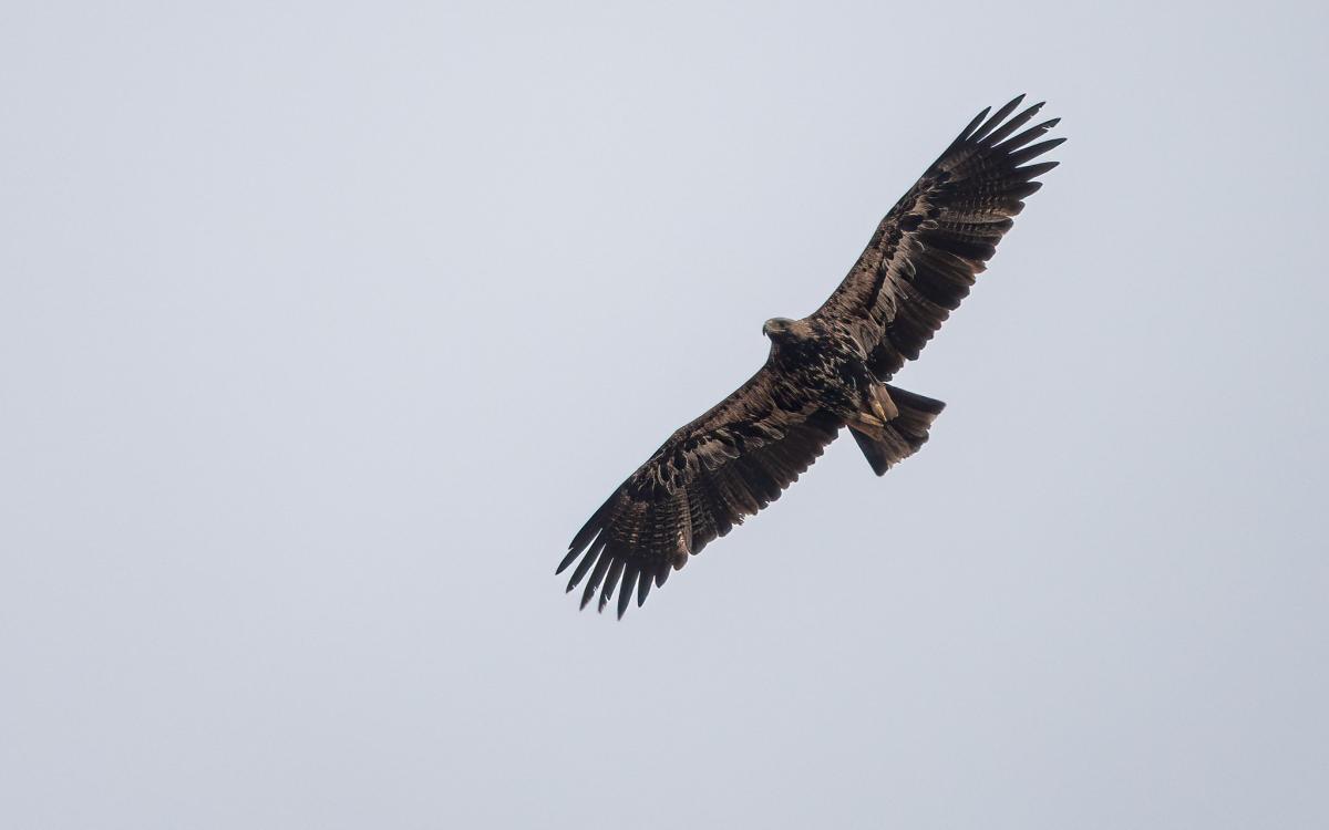 Eastern Imperial Eagle - Oli Reville.jpg