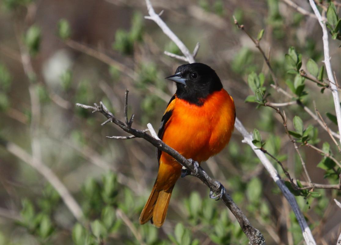 Baltimore Oriole - Spring Migration Midwest - Dunn.jpg