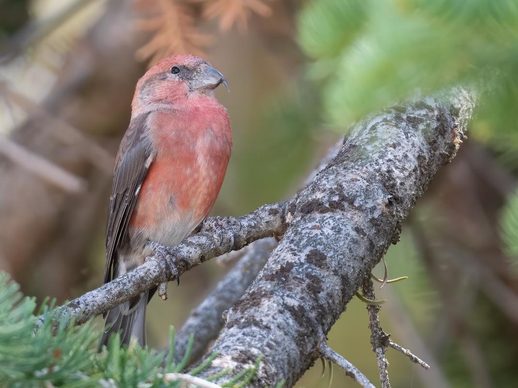 Cassia Crossbill - Idaho - Ben Lucking.jpg