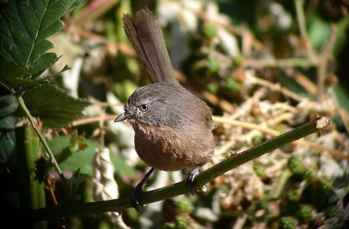  Wrentit