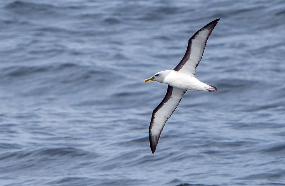  Buller’s Albatrosses are seen in the waters off southern New Zealand