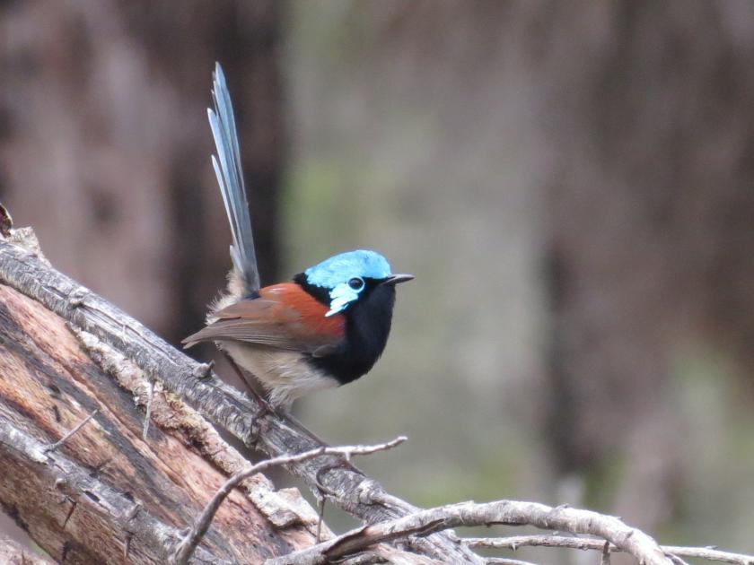 WINGS Birding Tours to Australia: Western Australia and Northern Territory  Brushtails, Baobabs and Bowerbirds  Tour Details. WINGS is a worldwide  birding tour company based in Tucson, Arizona.