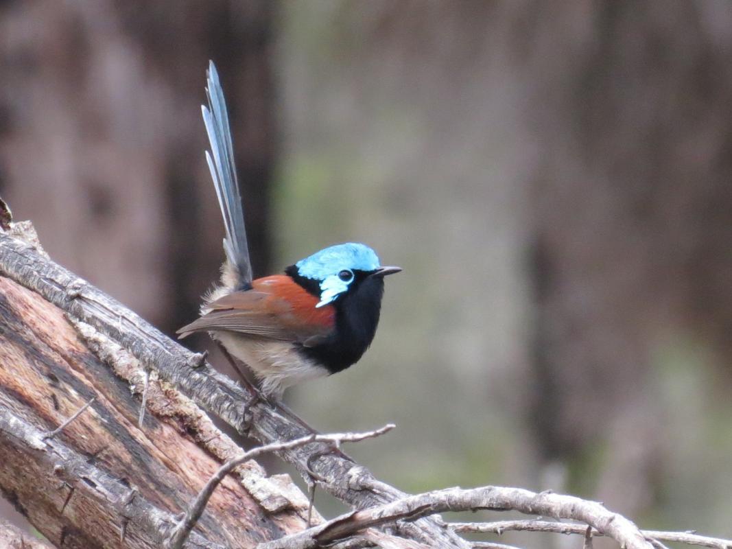 Red-winged Fairywren - Peter Taylor.jpg