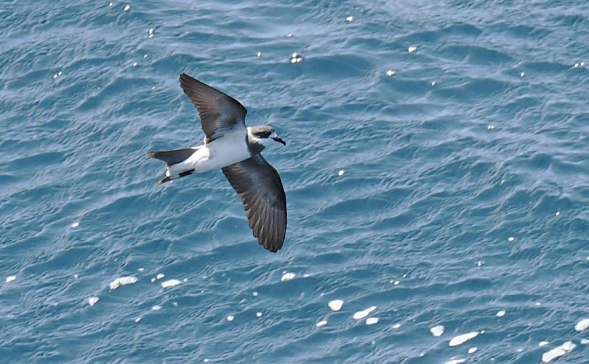 Hornby's Storm Petrel - Steve Howell.jpg