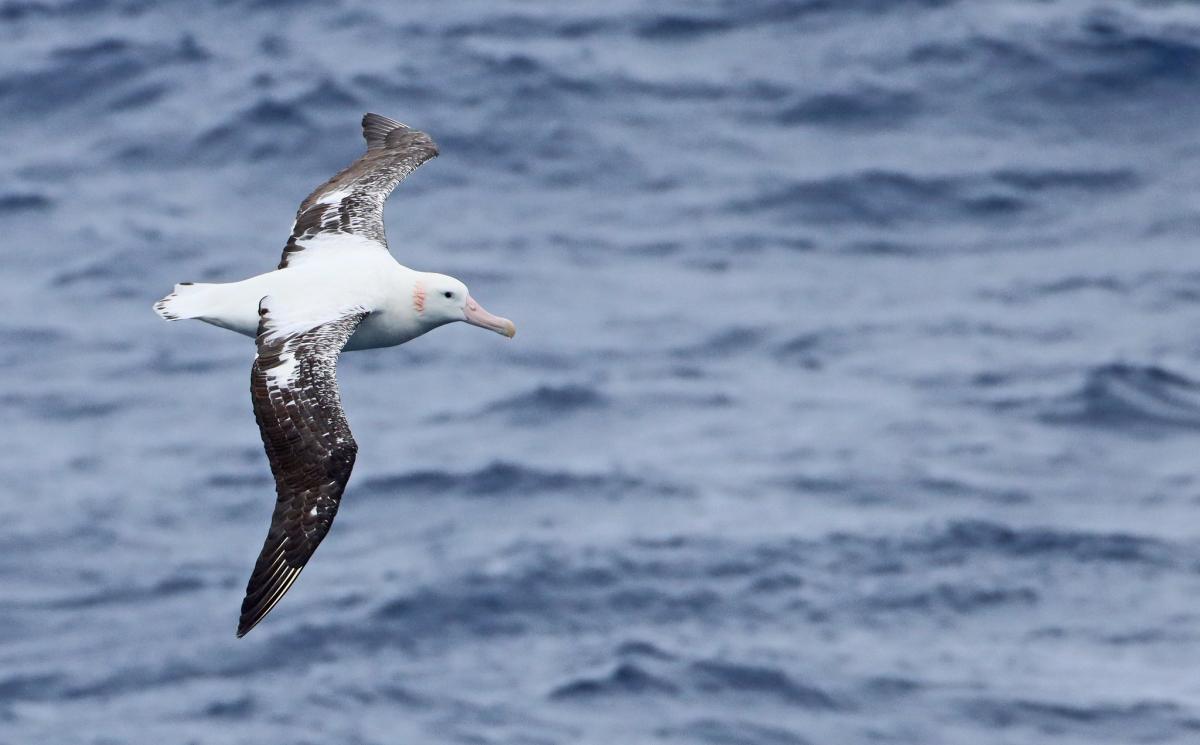 Wandering Albatross, Drake Passage, Luke Seitz.jpg