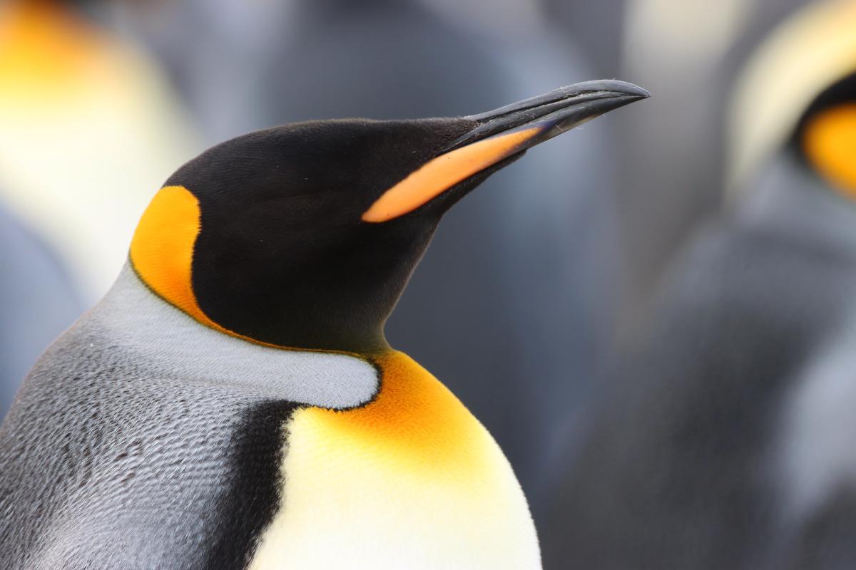  King Penguin, Falklands