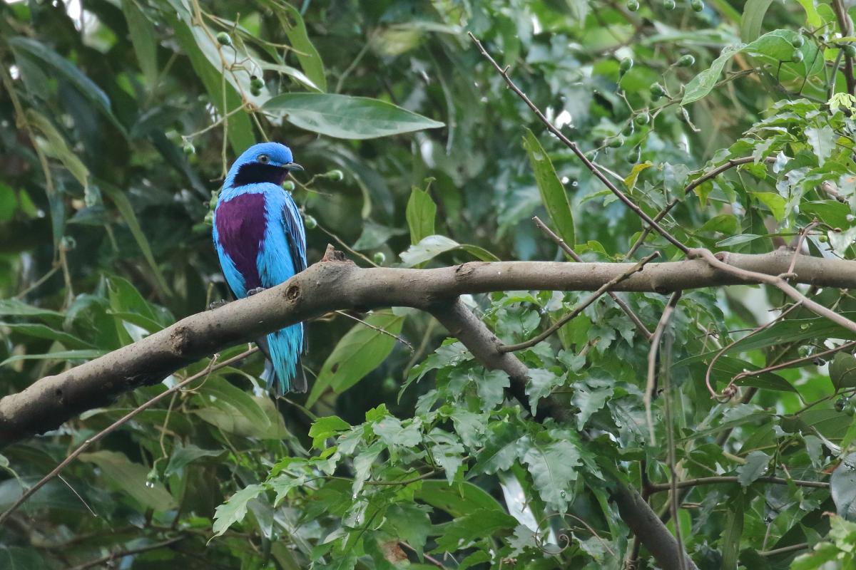 Lovely Cotinga.JPG