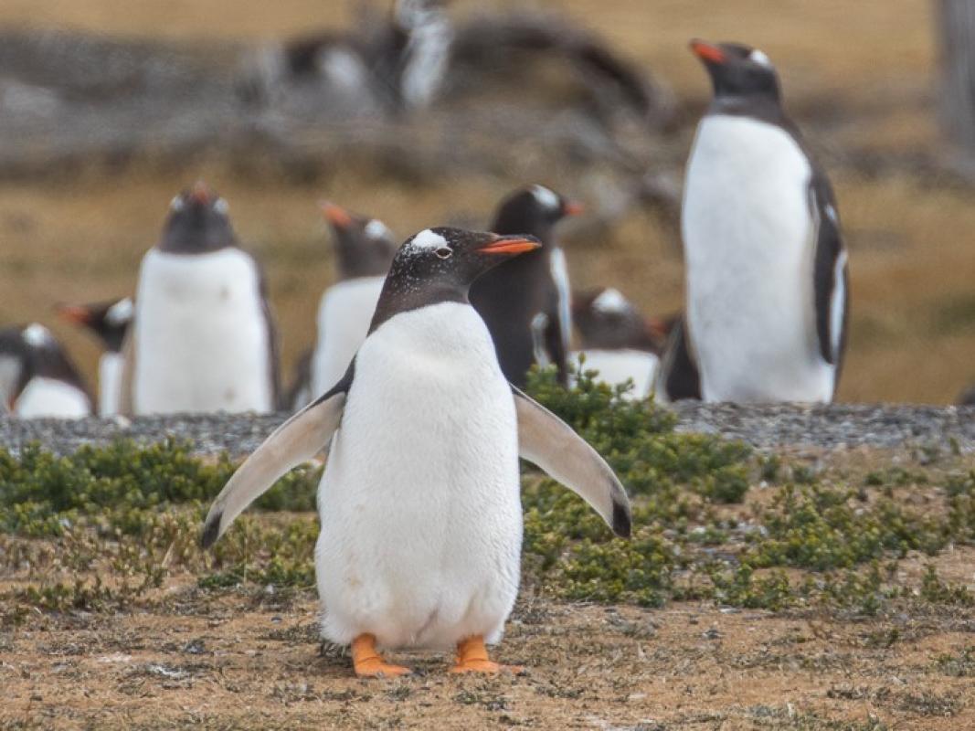  Gentoo Penguin numbers increase annually on our boat trip down the Beagle Channel.