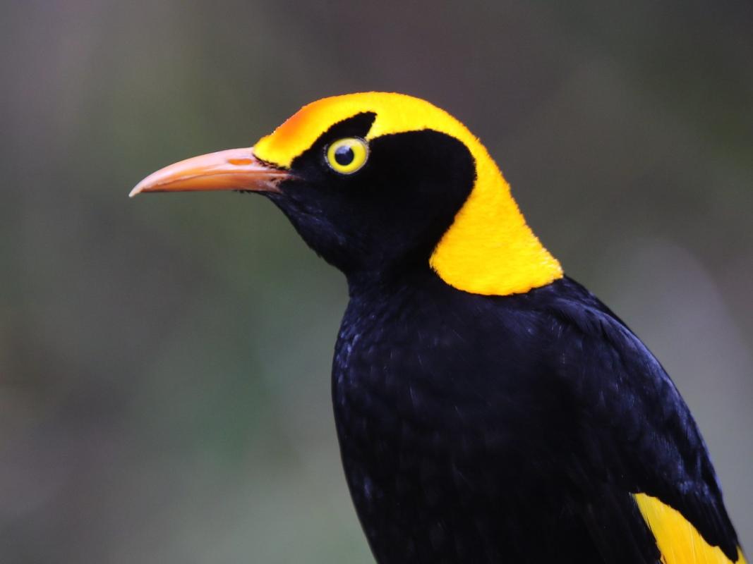 Regent Bowerbird - Gavin BIeber.jpg