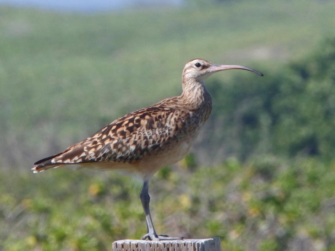 Bristle-thighed Curlew - Jake Mohlmann.jpg