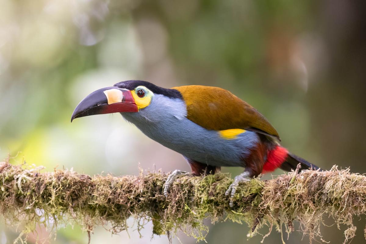 P6264158-FEATURED PHOTO FOR NEW ITINERARY-Plate-billed Mountain-Toucan-Refugio Paz de las Aves-EC-Edit-web2048.jpg