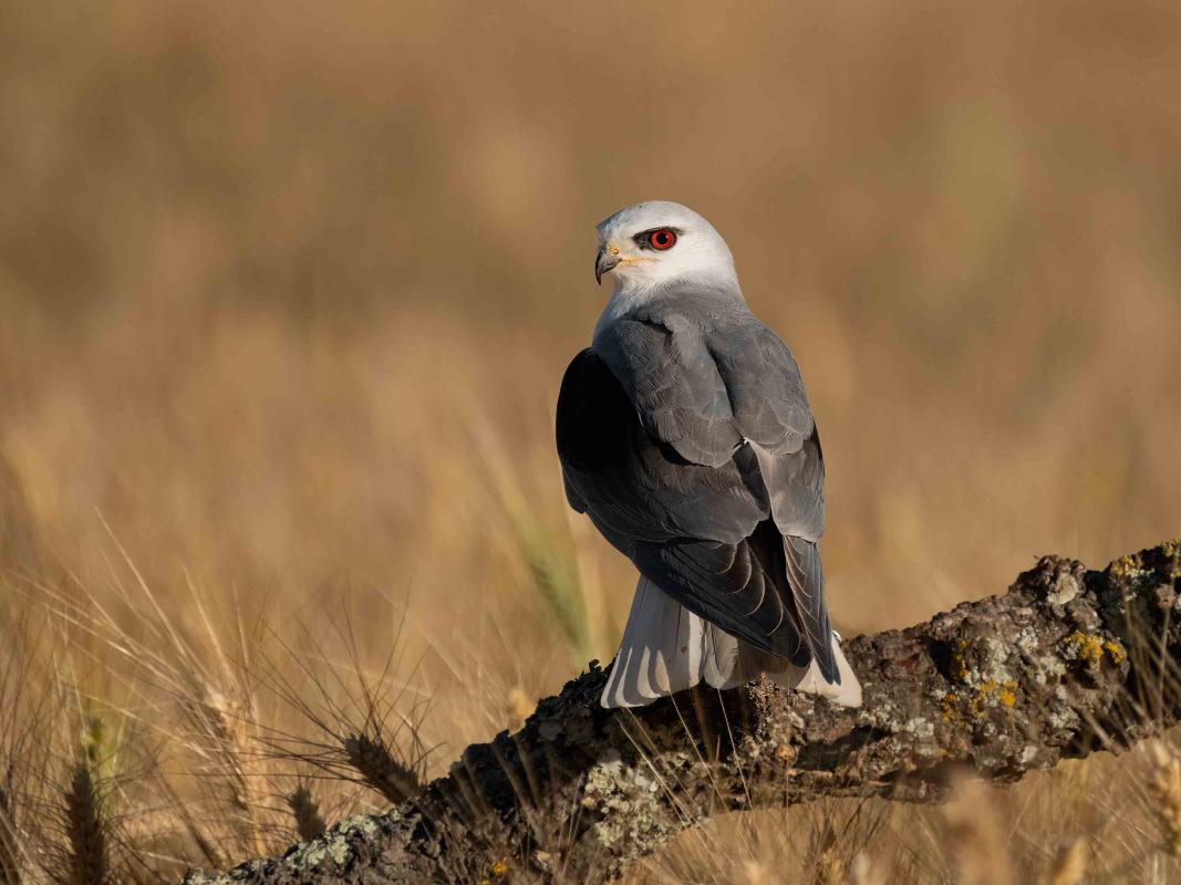 Black-winged Kite - Oli Reville.jpg