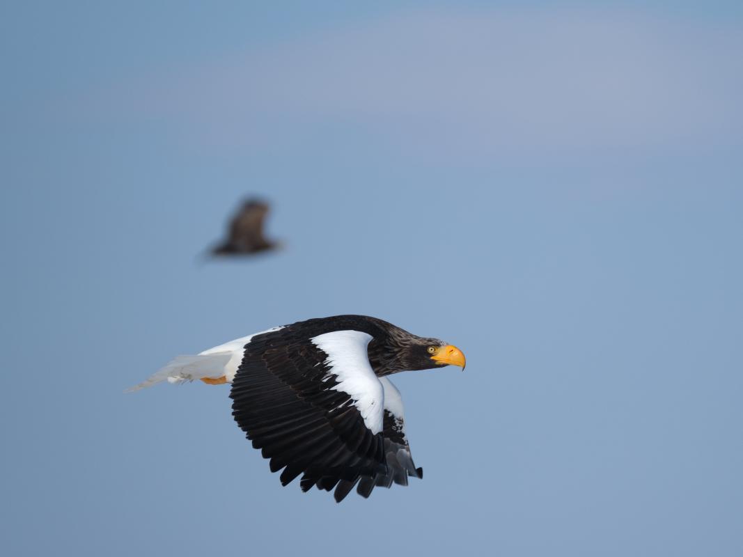  A Steller&#039;s Sea-Eagle cruises past us in northern Hokkaido.