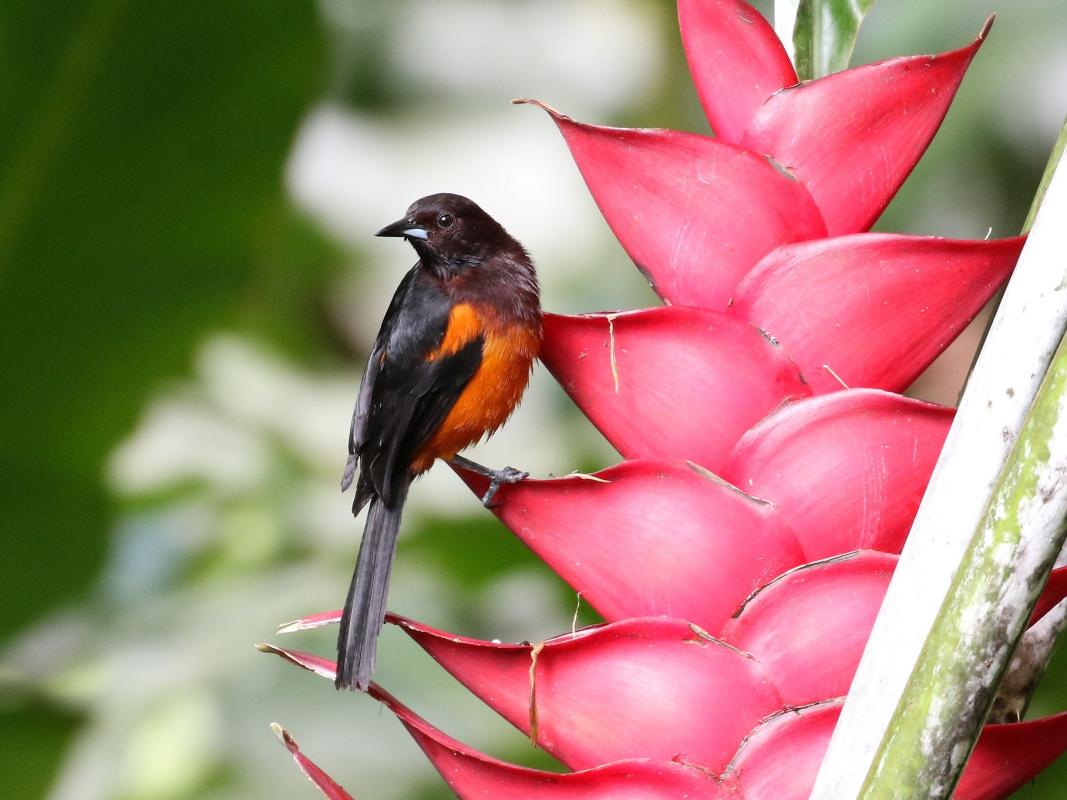 Martinique Oriole - Béatrice Henricot.jpg