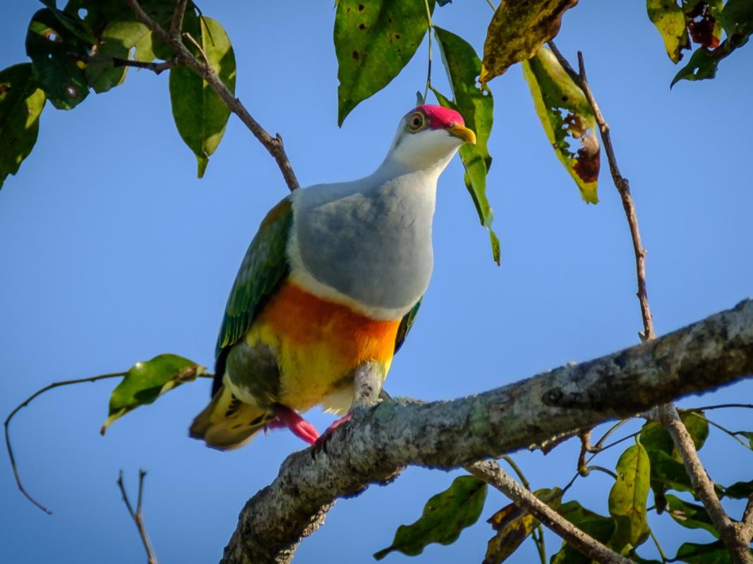  Wallace&#039;s fruit dove