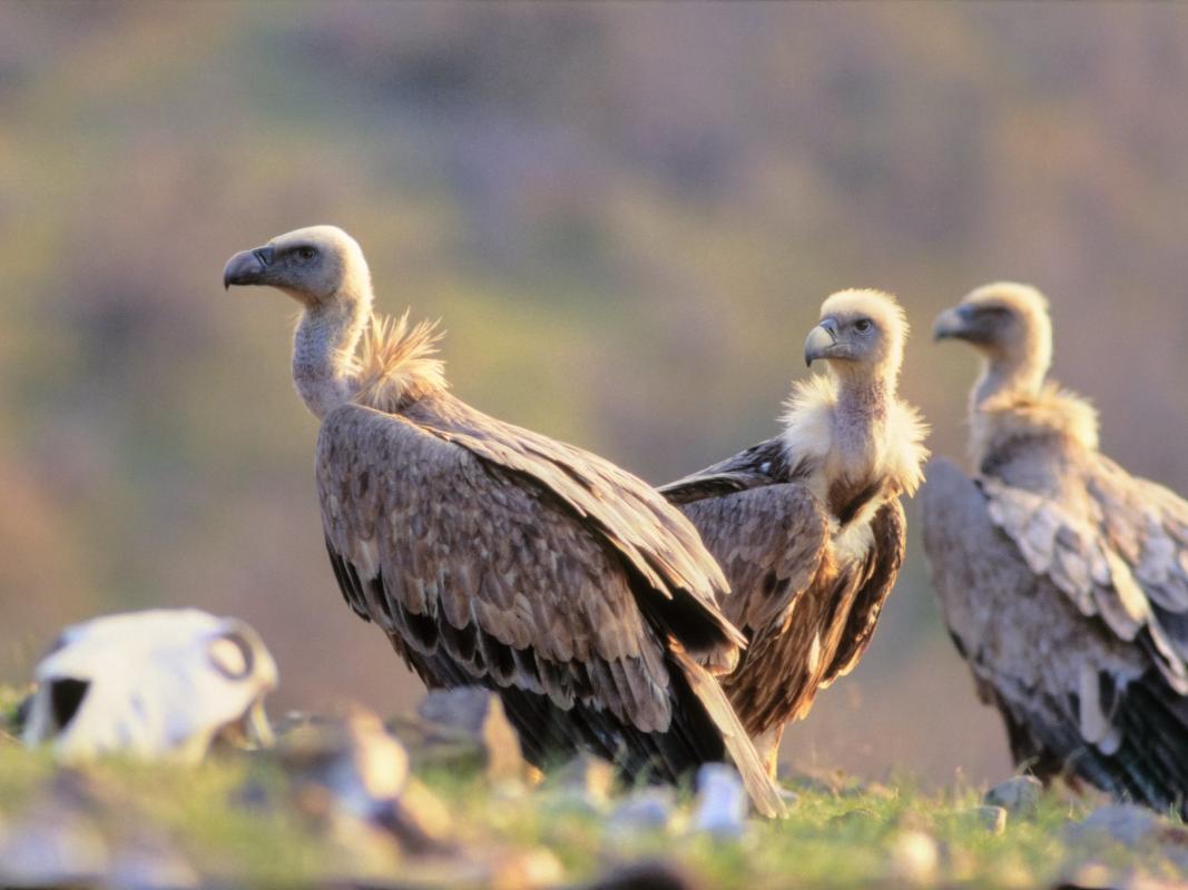 Griffon Vulture - Petar Dilchev.jpg