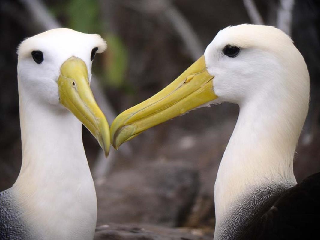 Waved Albatross.jpg