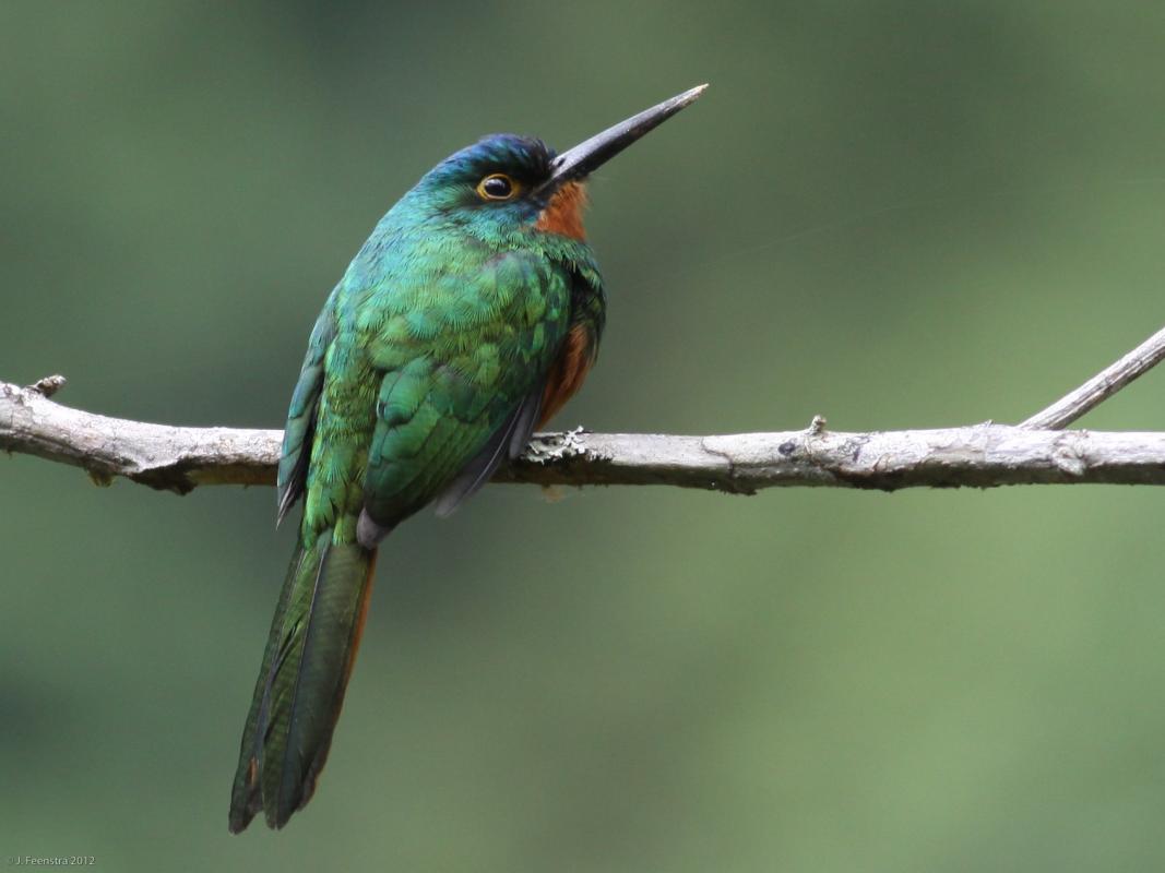 Coppery-tailed Jacamar.jpg