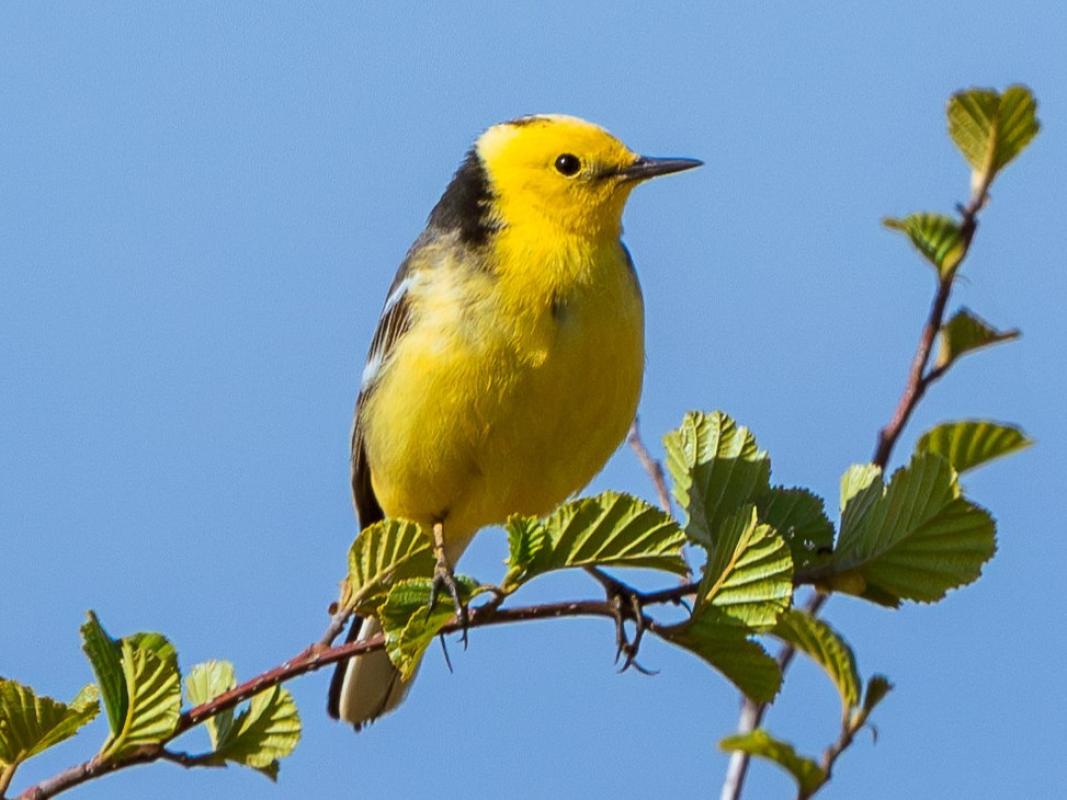 Citrine Wagtail - Stephen Menzie.jpg