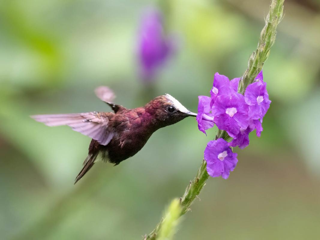  The tiny Snowcap is one of the star birds of Rancho Naturalista. 